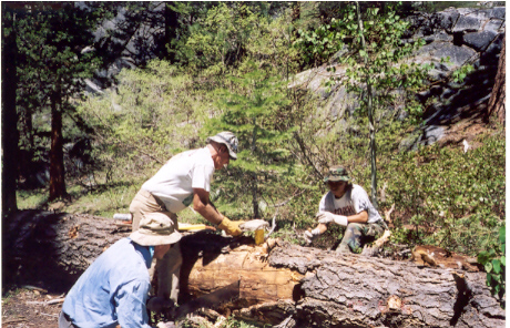 Working on the second large tree.